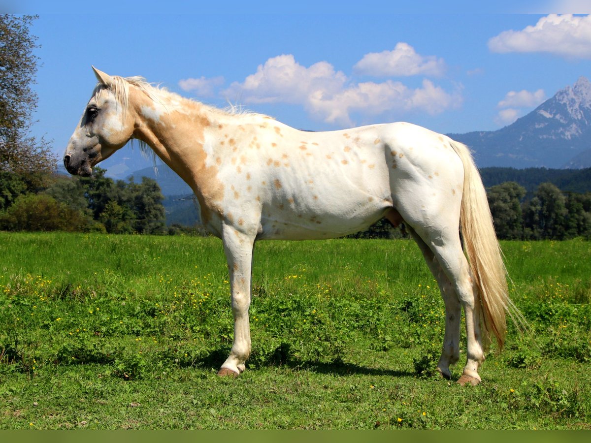 Appaloosa Wallach 6 Jahre 145 cm Tigerschecke in Kirchbichl