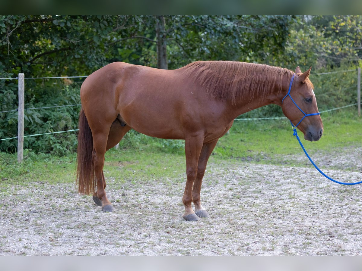 Appaloosa Wallach 6 Jahre 155 cm Dunkelfuchs in Kißlegg