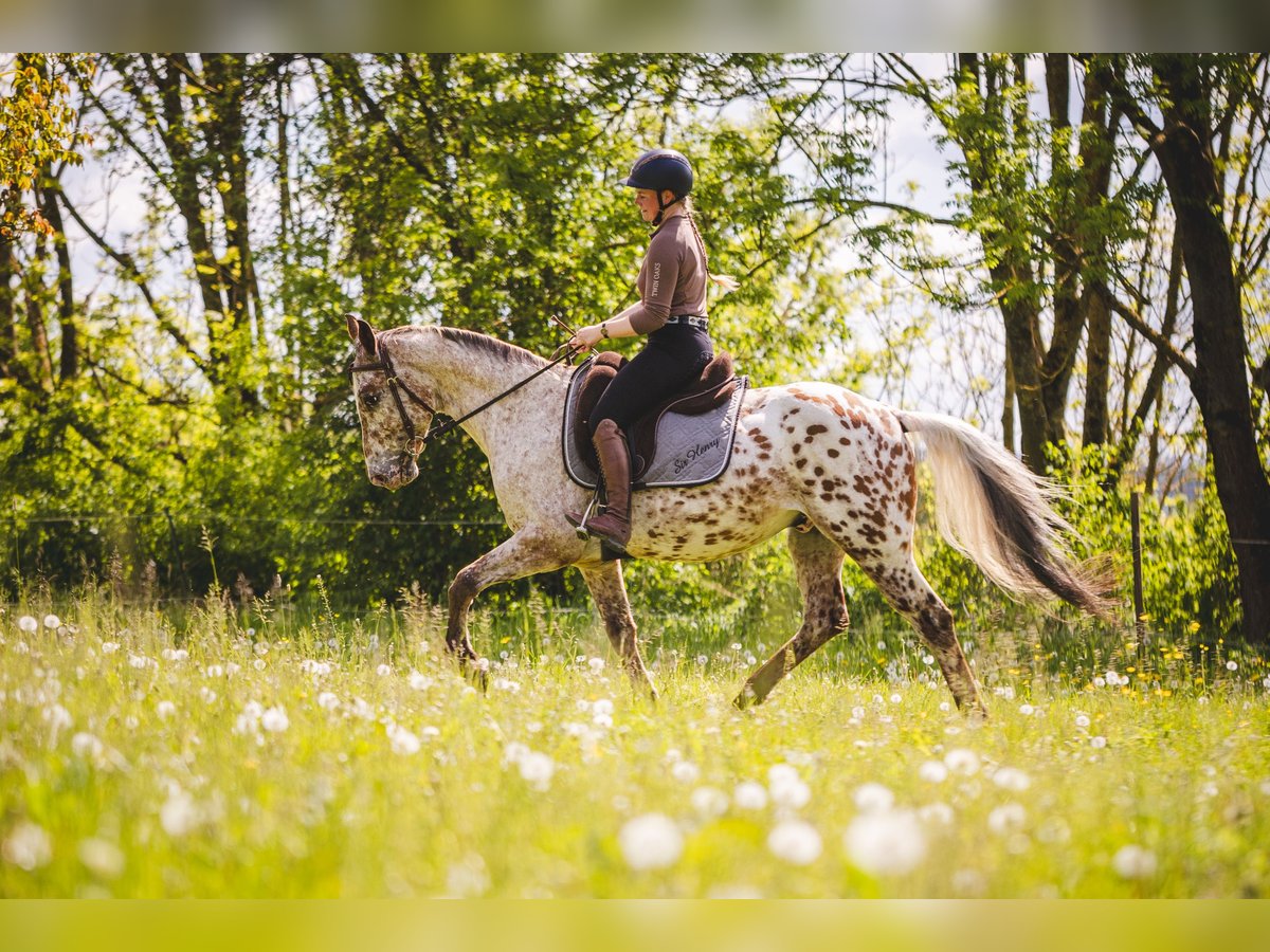 Appaloosa Wallach 6 Jahre 155 cm Tigerschecke in Einbeck