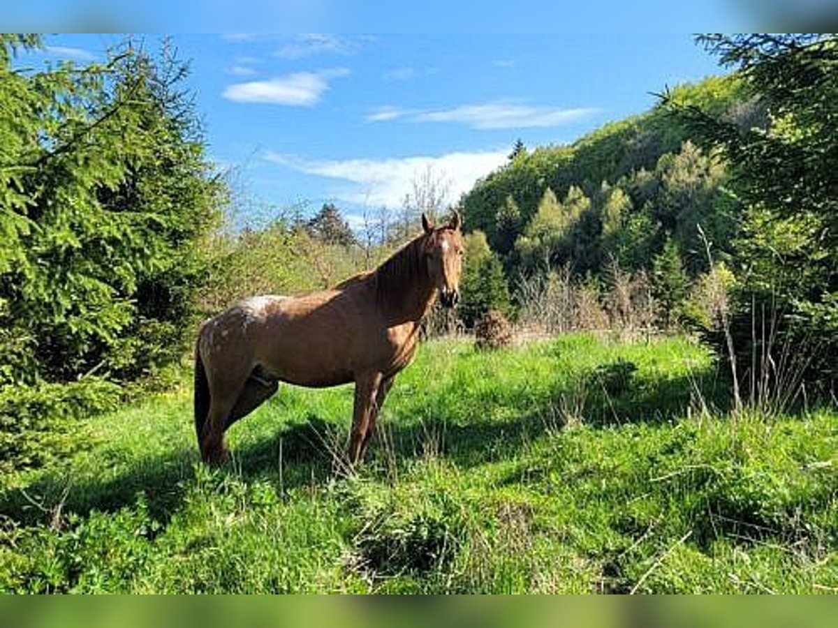 Appaloosa Mix Wallach 7 Jahre 154 cm Tigerschecke in Großalmerode