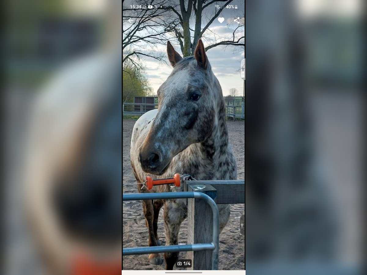 Appaloosa Wallach 8 Jahre 156 cm Roan-Bay in Kirchlinteln