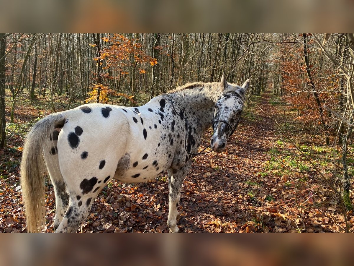 Appaloosa Wallach 8 Jahre 162 cm in Waghäusel