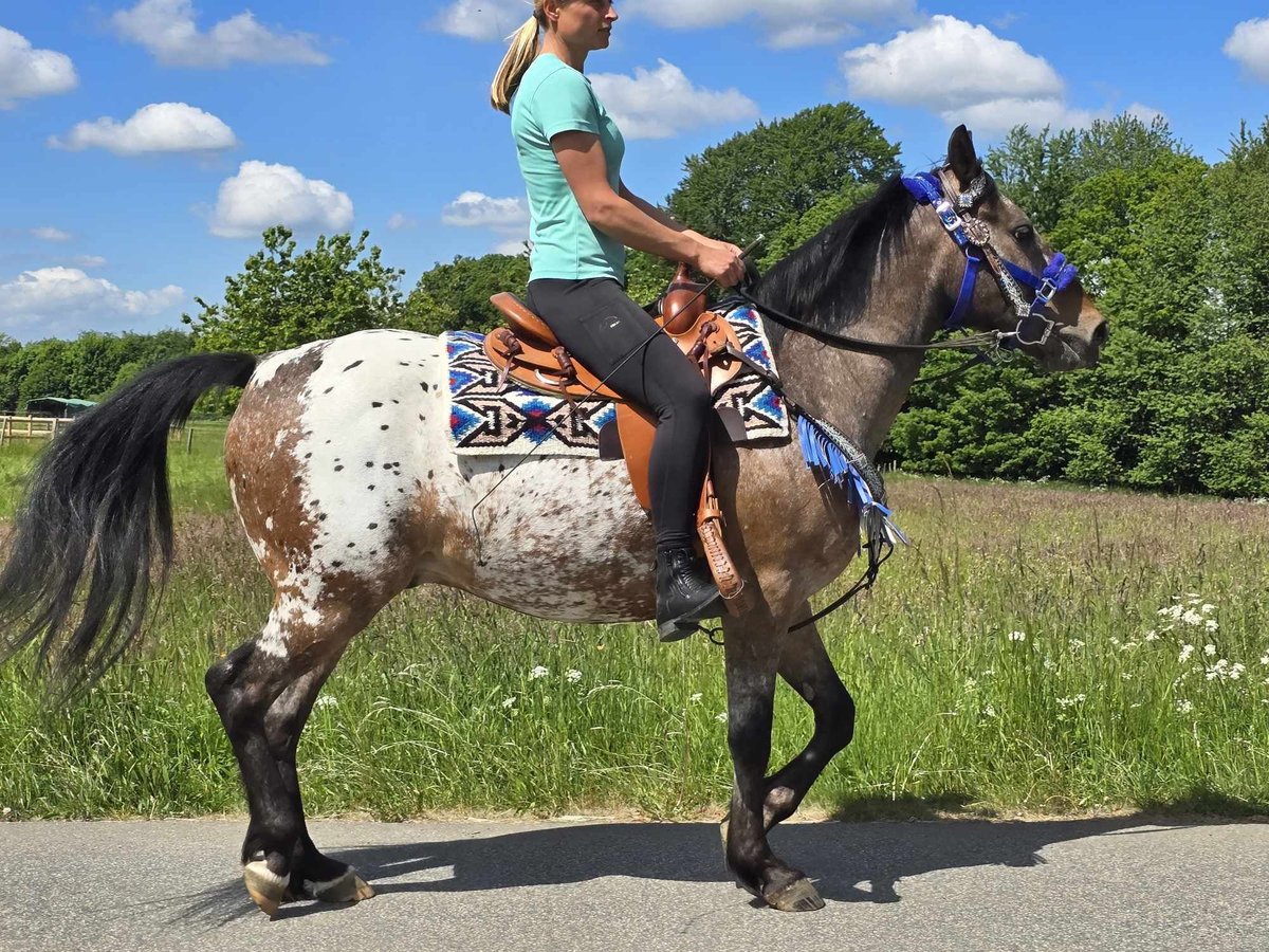 Appaloosa Wallach 9 Jahre 151 cm Tigerschecke in Linkenbach