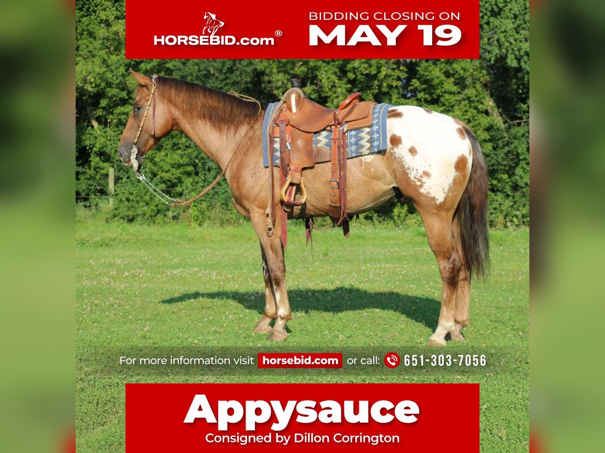 Appaloosa Wallach 9 Jahre 157 cm Rotfuchs in Hastings, MN