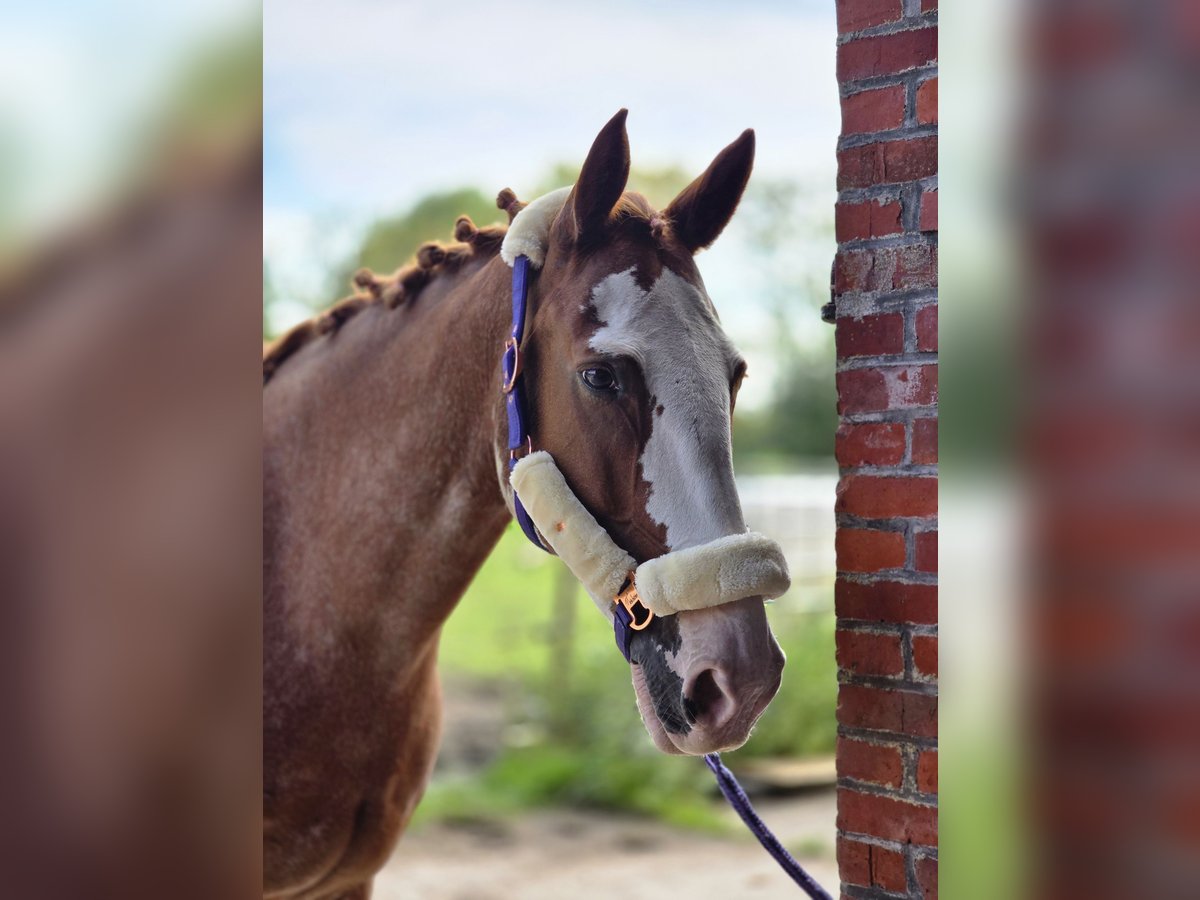 Appaloosa Mestizo Yegua 15 años 168 cm Alazán in Krummh&#xF6;rn