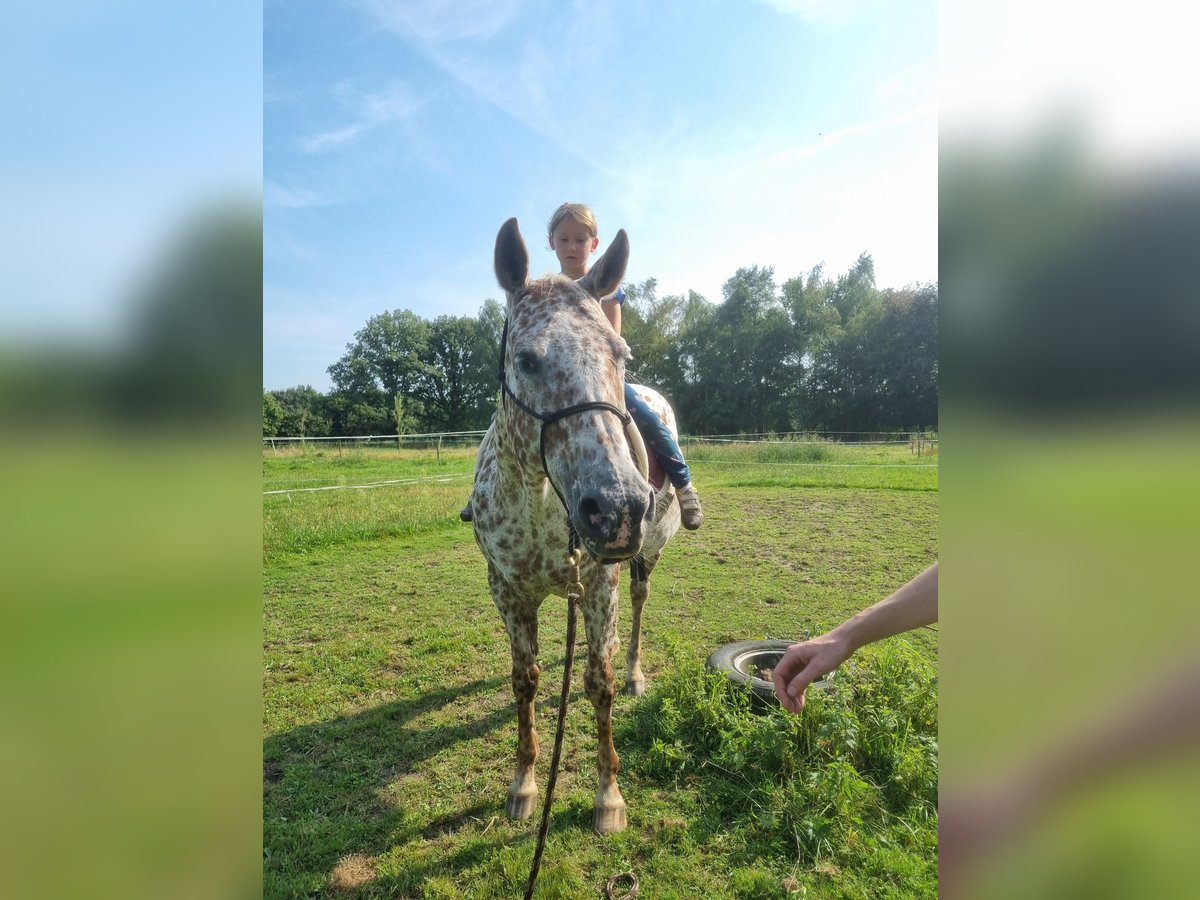 Appaloosa Yegua 16 años 155 cm Atigrado/Moteado in Brasschaat