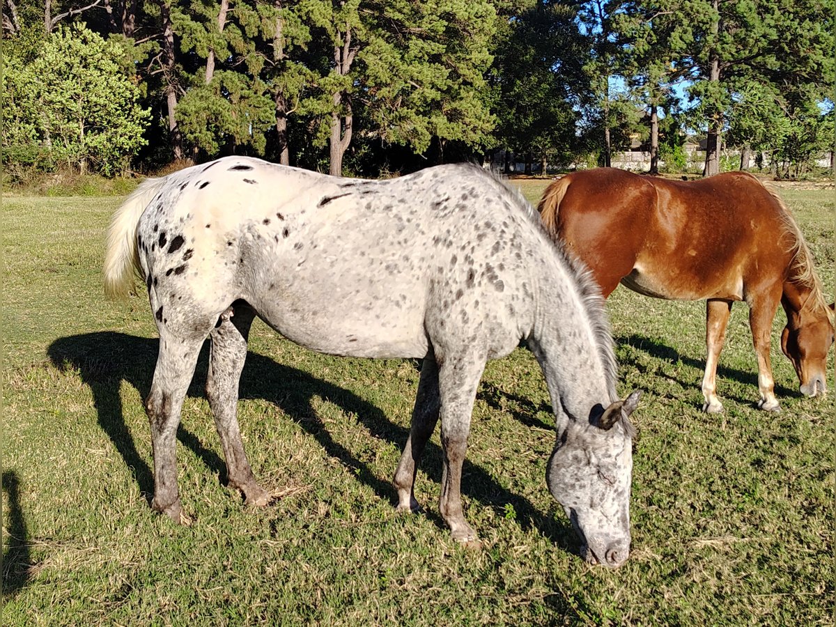 Appaloosa Yegua 19 años 152 cm Negro in Cypress