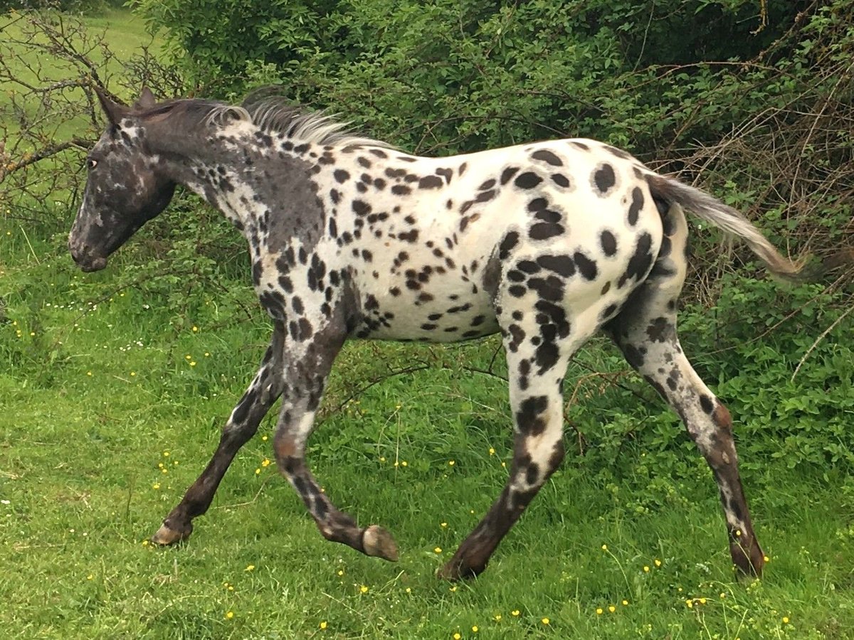 Appaloosa Yegua 1 año Atigrado/Moteado in Velka Bites