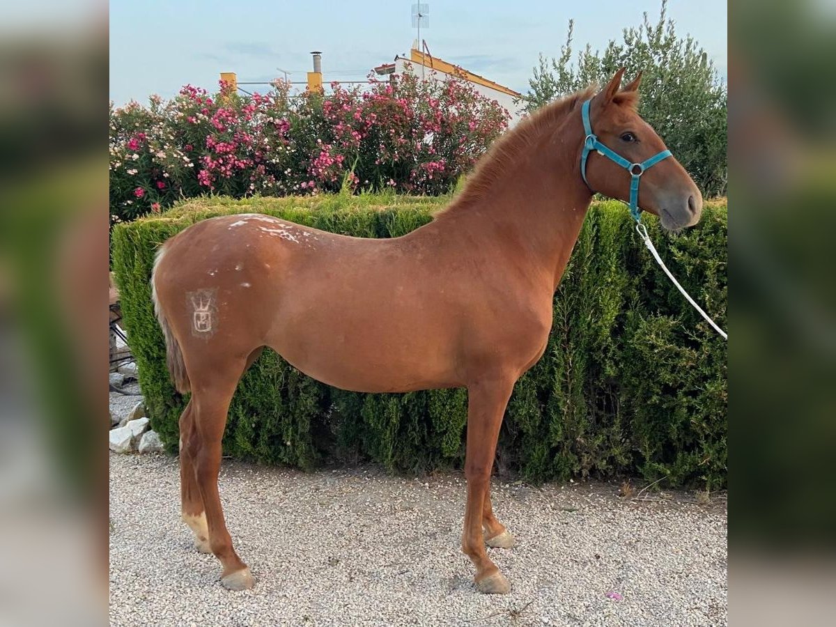 Appaloosa Yegua 2 años 153 cm Alazán in Molina De Segura