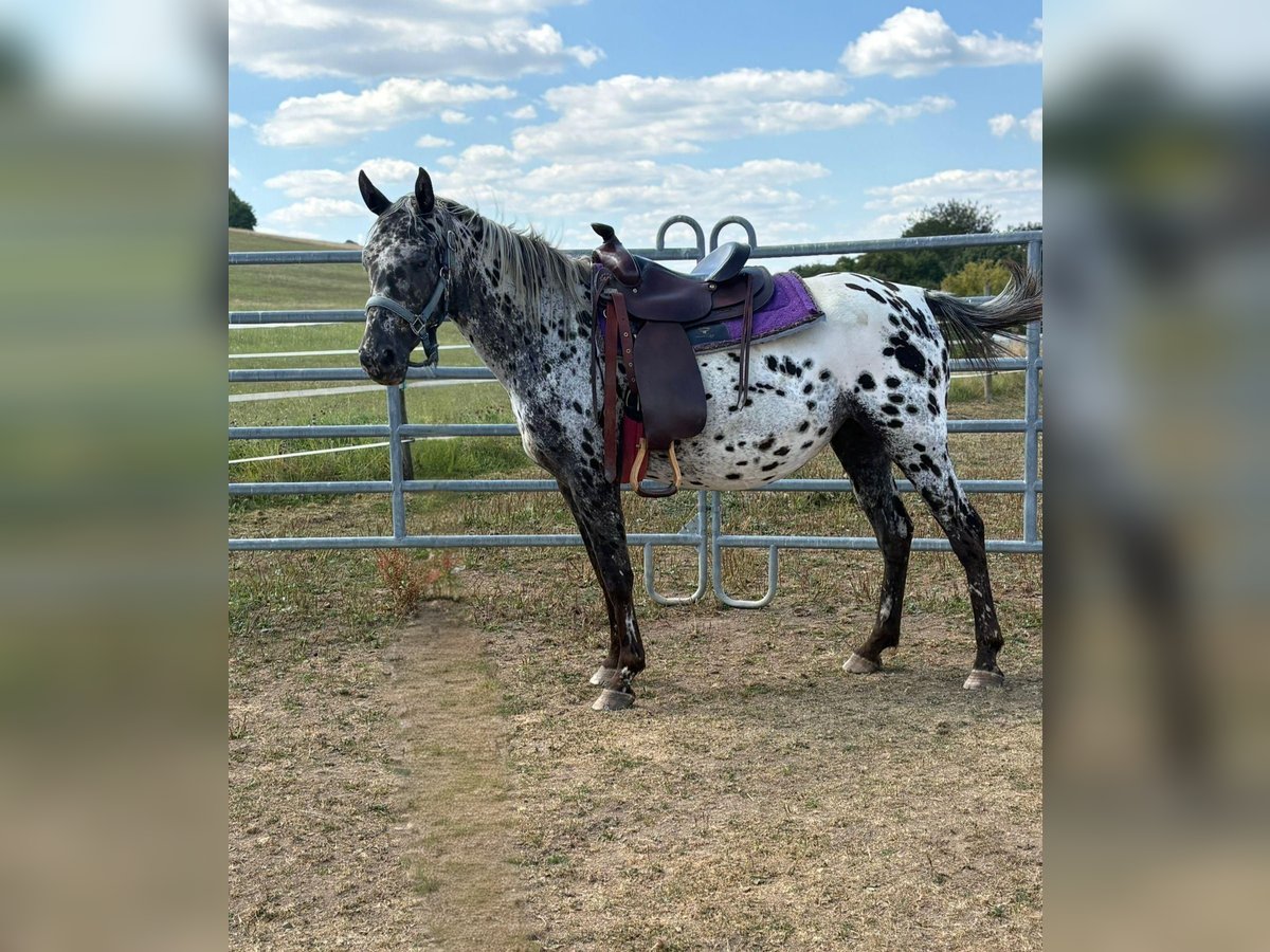 Appaloosa Yegua 4 años 150 cm Atigrado/Moteado in Kotternborn