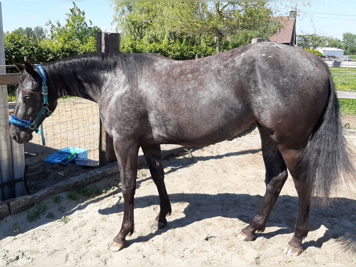 Appaloosa Yegua 6 años 157 cm Negro in Sint-Katelijne-Waver