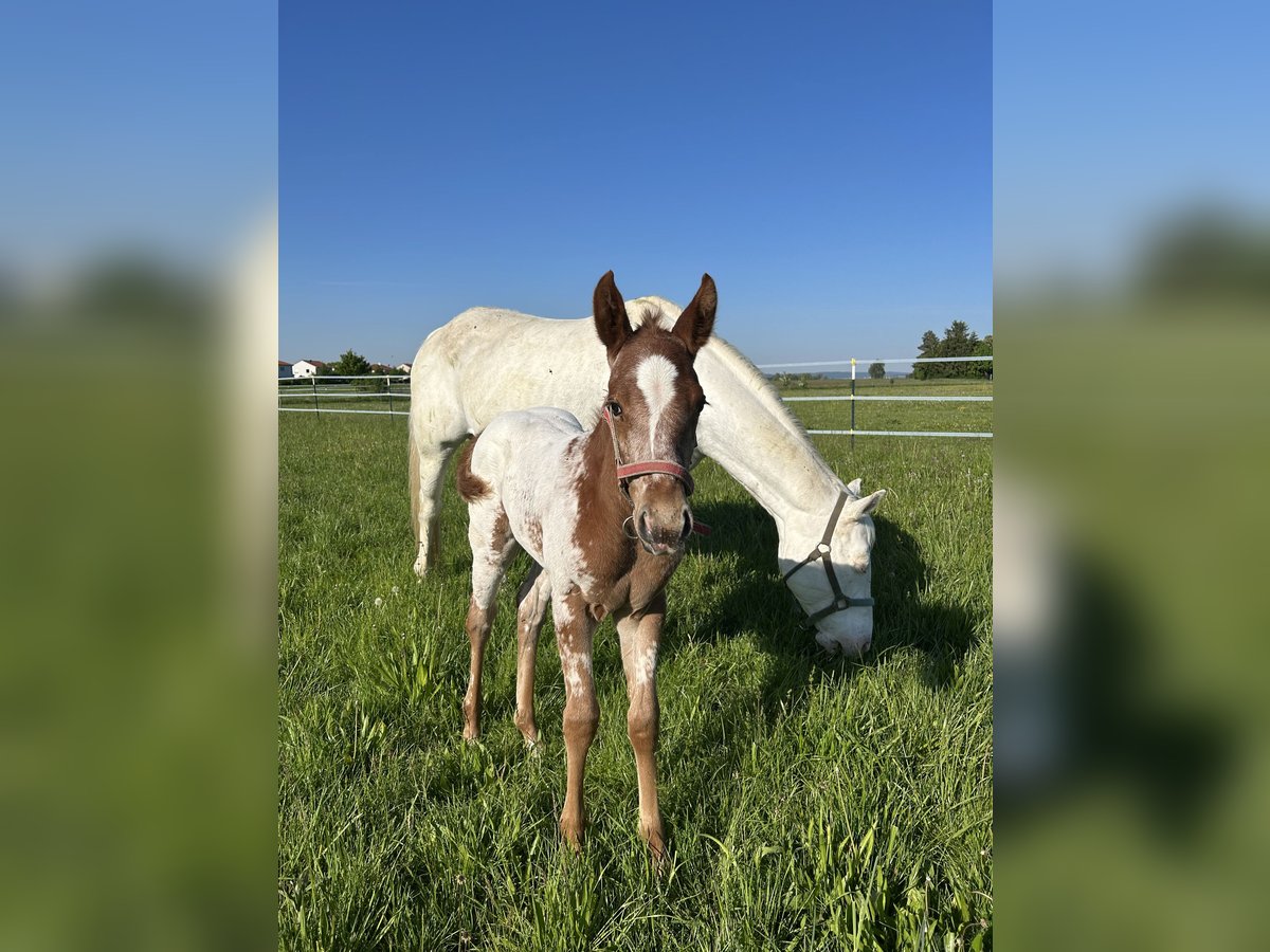 Appaloosa Yegua  150 cm Alazán in Wallerstein