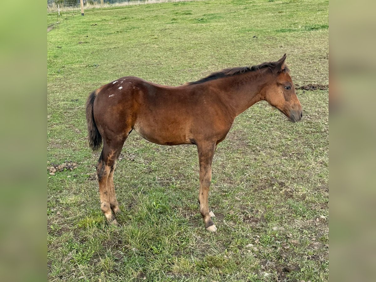 Appaloosa Yegua Potro (05/2025) 153 cm Castaño in Daleiden