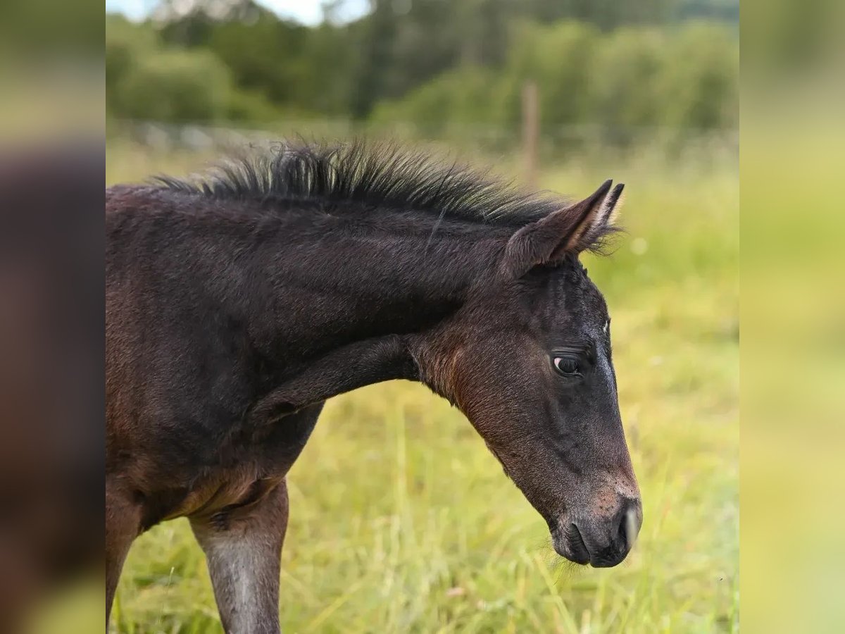 Appaloosa Yegua Potro (04/2024) 155 cm Castaño oscuro in Münchweiler an der Alsenz