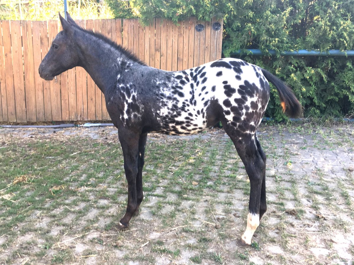 Appaloosa Yegua Potro (05/2025) in Brno