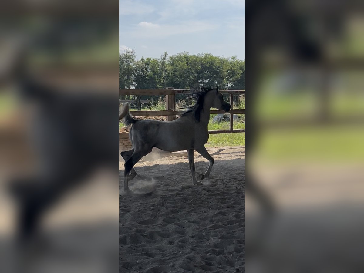 Arabe asil Étalon 13 Ans Gris moucheté in Treviglio