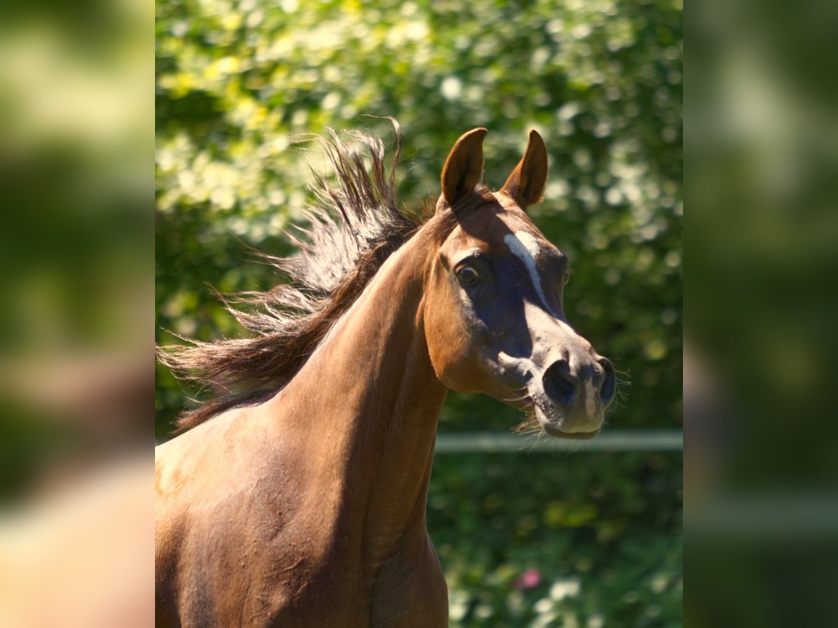 Arabe asil Jument 15 Ans Alezan brûlé in Hinterstoder