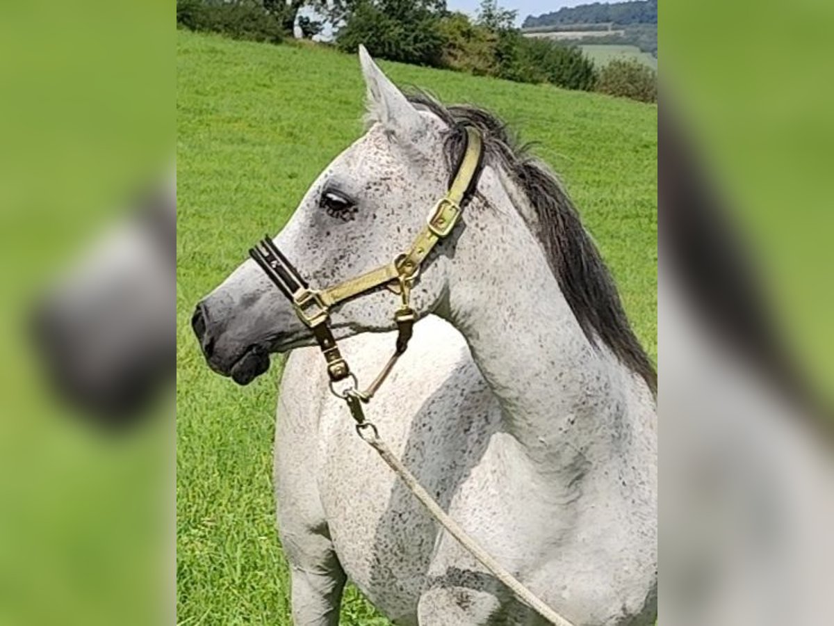 Arabe asil Jument 9 Ans 153 cm Gris in Gersheim