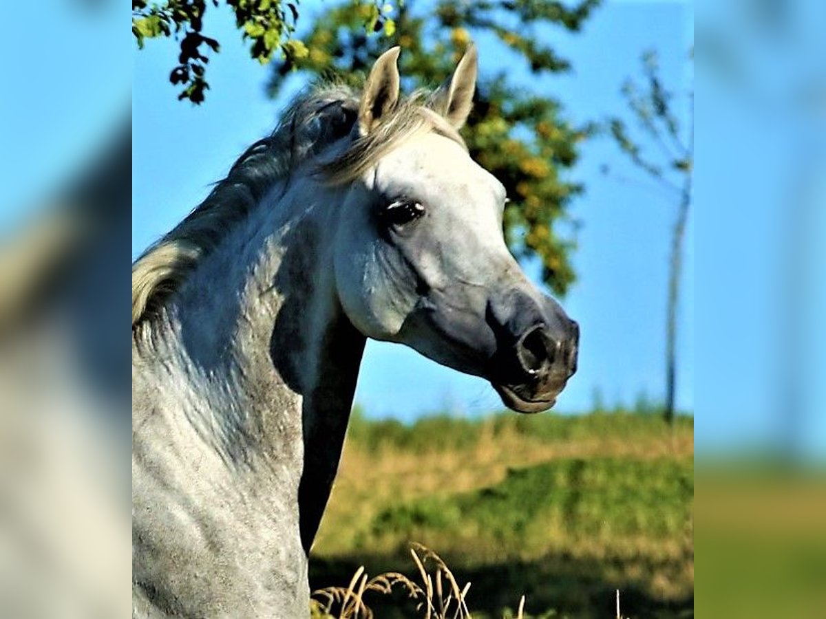 Arabe asil Jument 9 Ans 155 cm Gris in Schellweiler