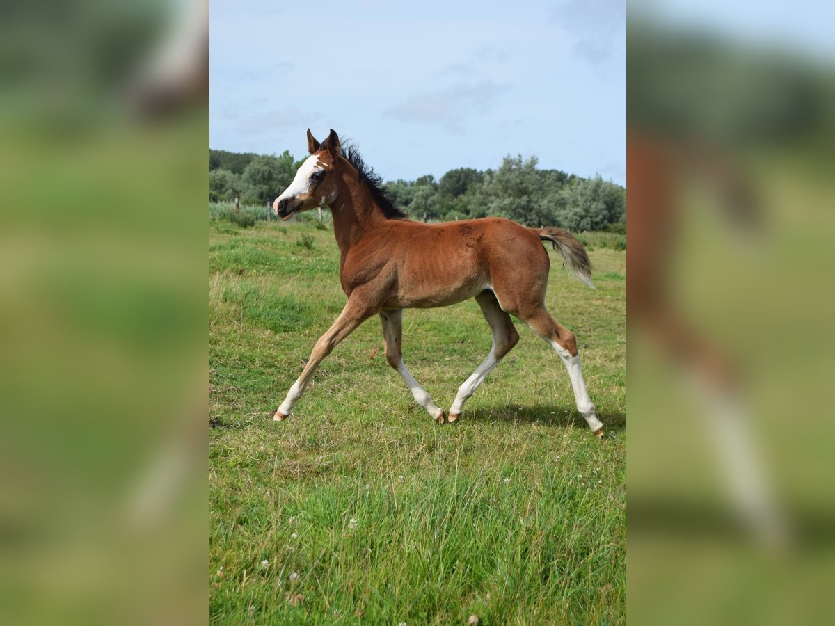 Arabe asil Jument Poulain (04/2024) 155 cm Bai cerise in Cucq