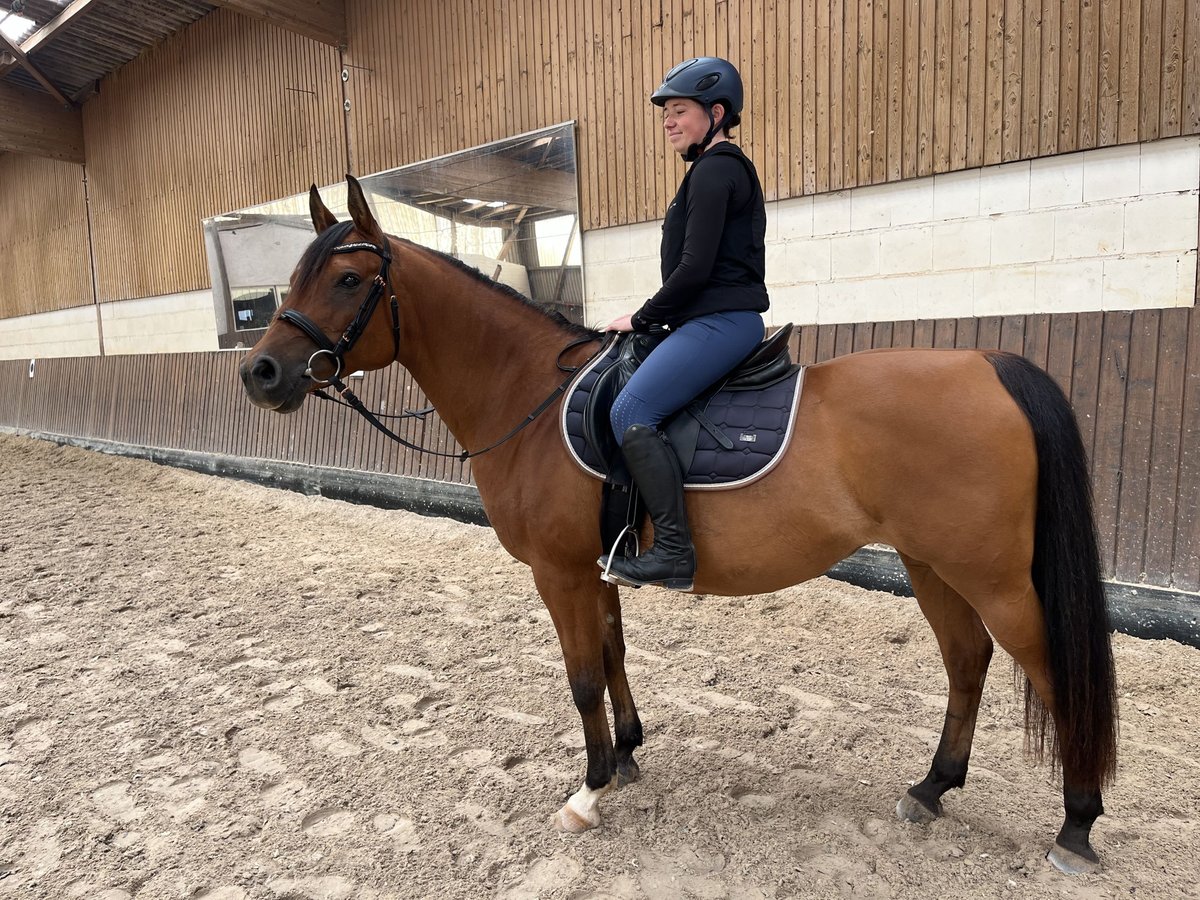 Arabe berbère Étalon 14 Ans 153 cm Bai in Merzig