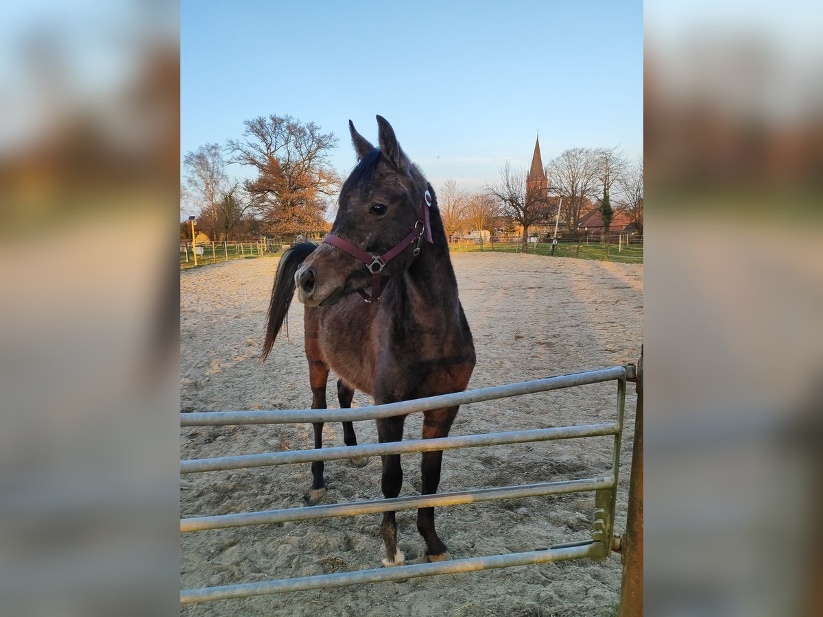 Arabe berbère Étalon 2 Ans 142 cm Gris pommelé in &#xDC;bach-Palenberg