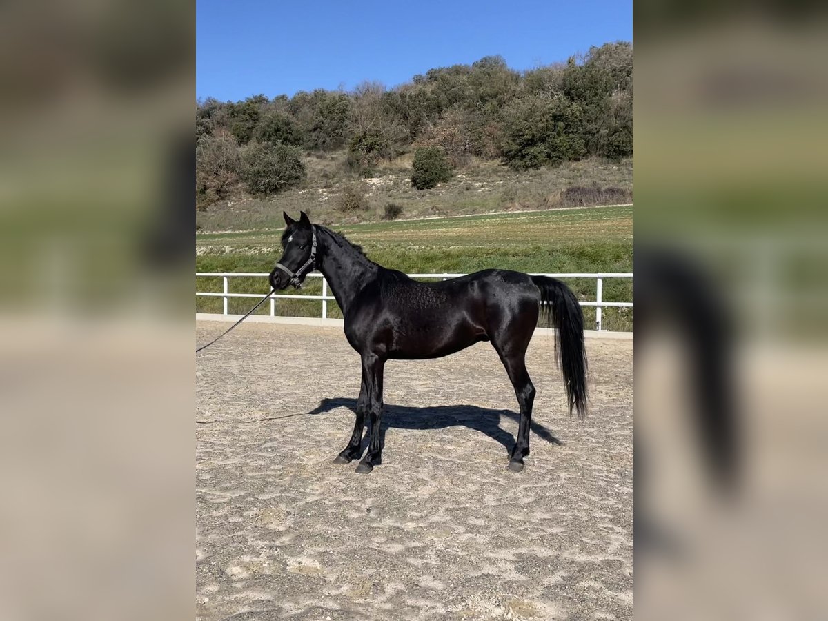 Arabe berbère Étalon 3 Ans Noir in IrurtzuN