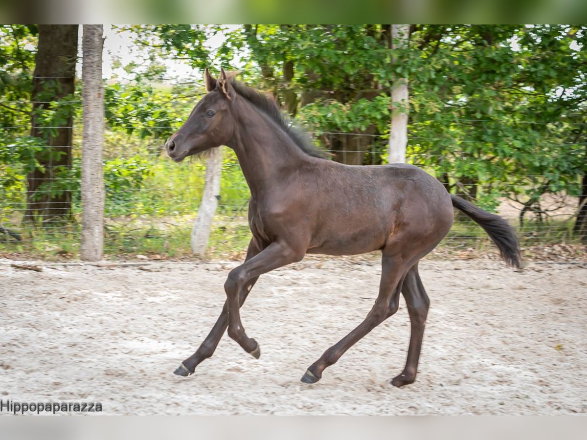 Arabe berbère Étalon Poulain (04/2024) 160 cm Gris noir in Löwenberger Land