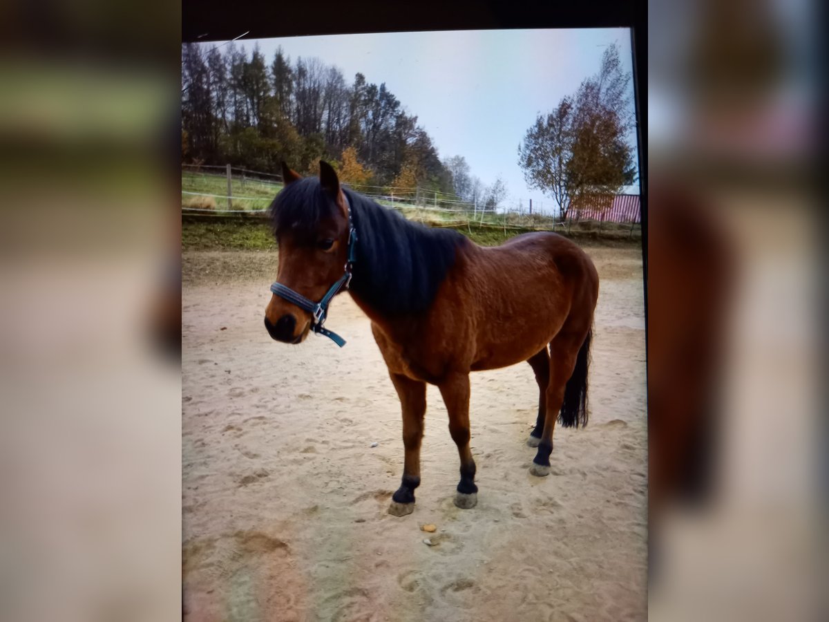 Arabe berbère Hongre 10 Ans 148 cm Bai brun in Weiden