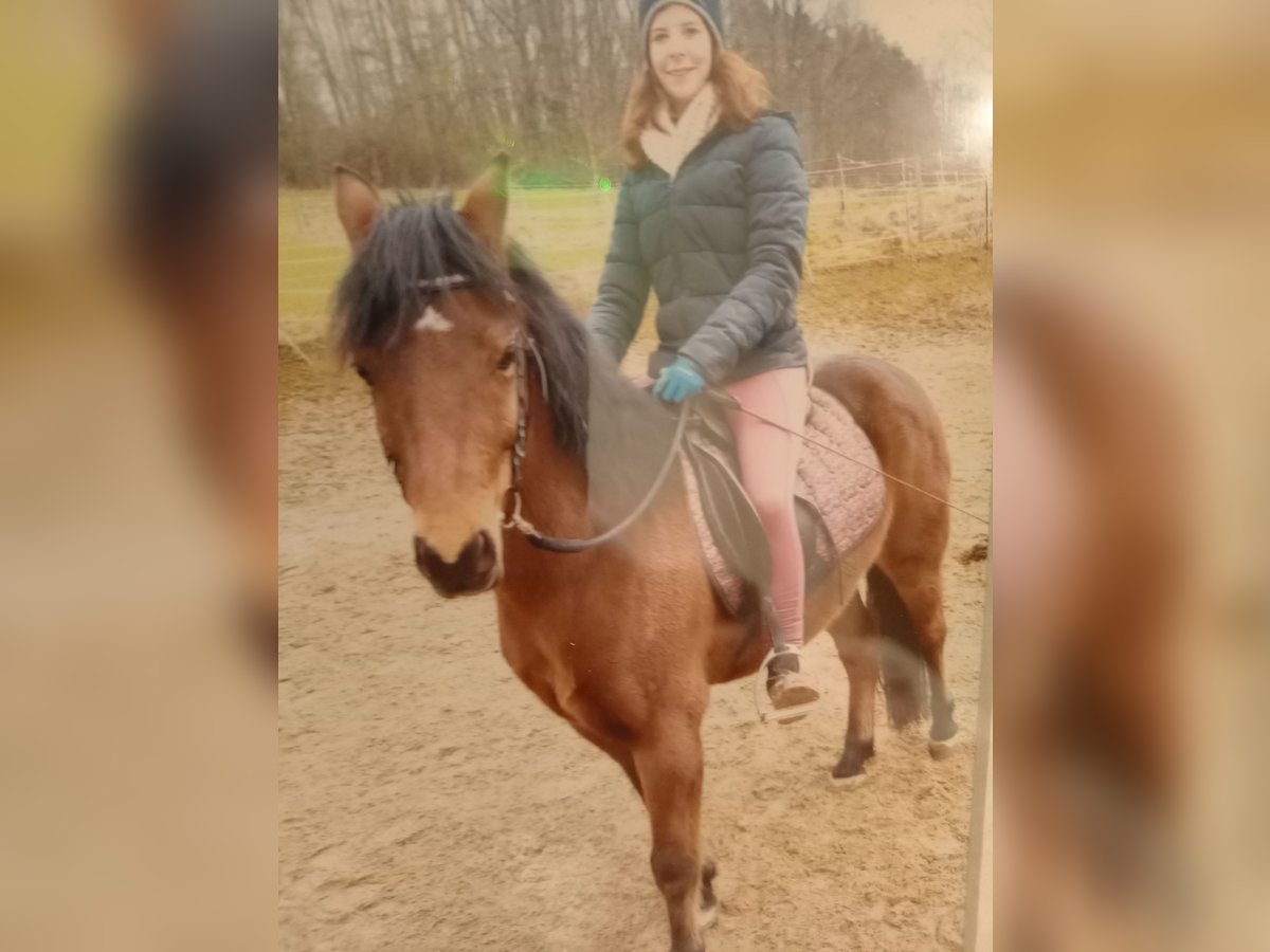 Arabe berbère Hongre 11 Ans 135 cm Bai brun in Weiden