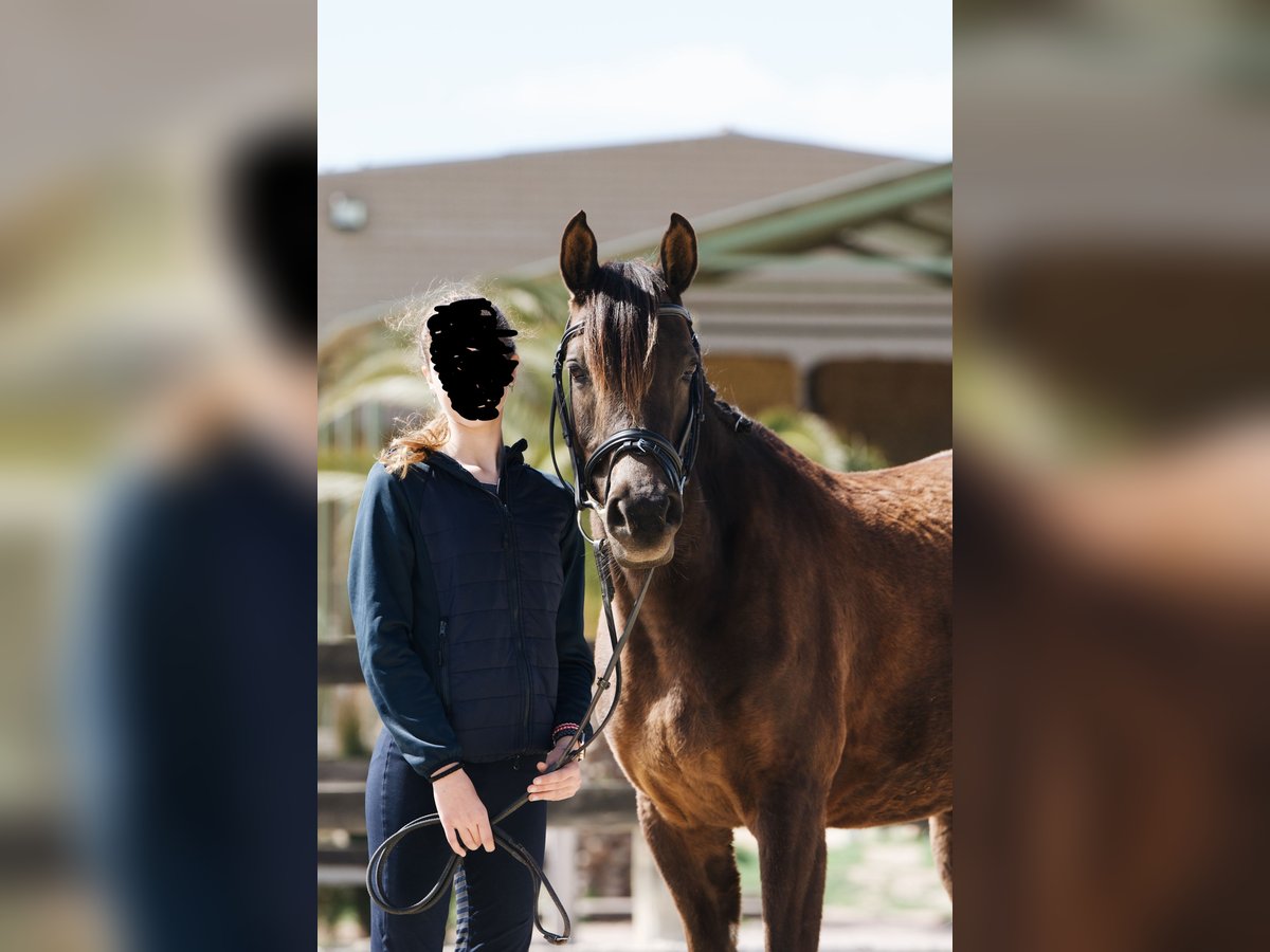 Arabe berbère Hongre 12 Ans Bai brun in Igualada