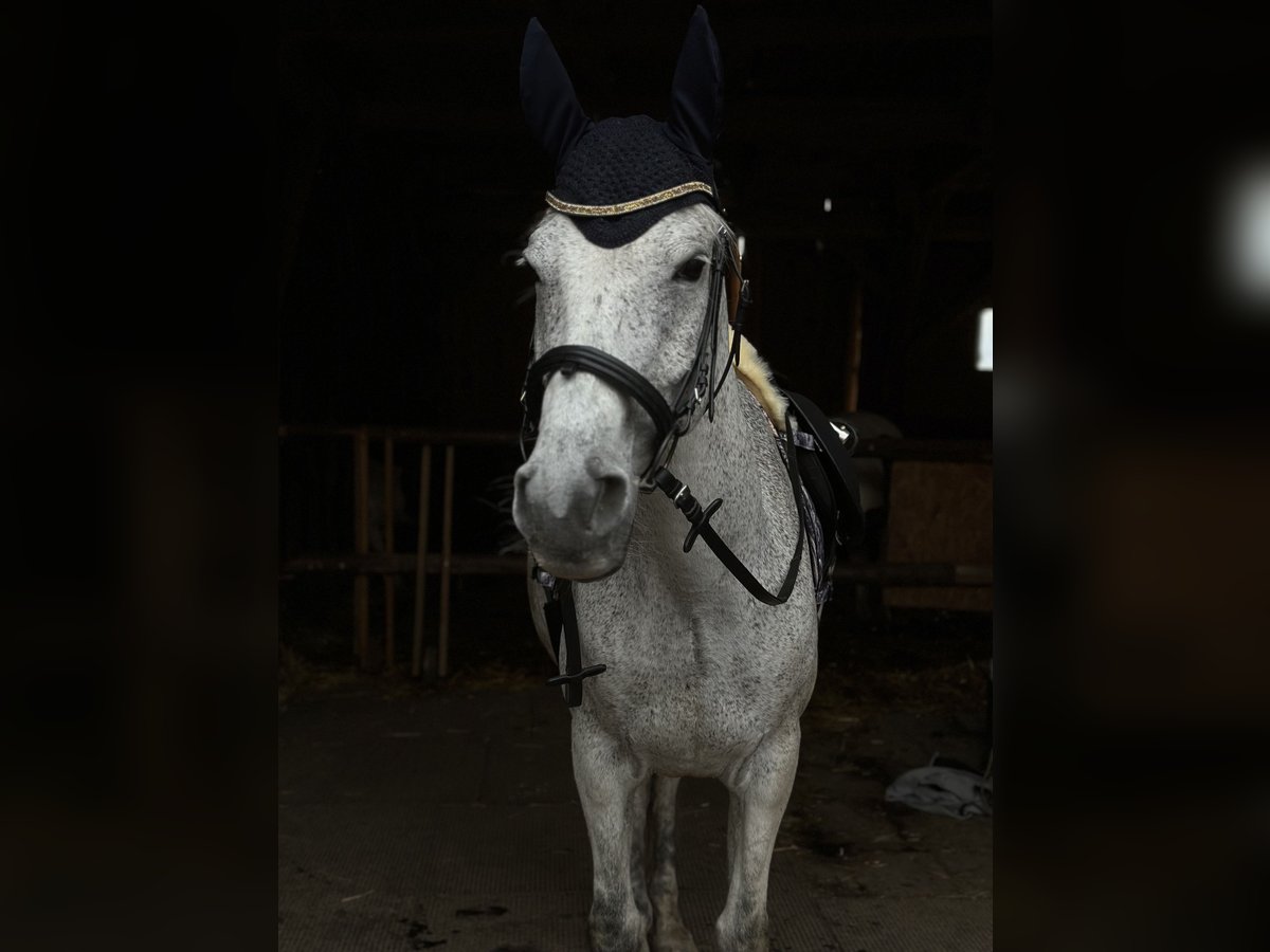 Arabe berbère Croisé Hongre 17 Ans Gris in Schmidgaden