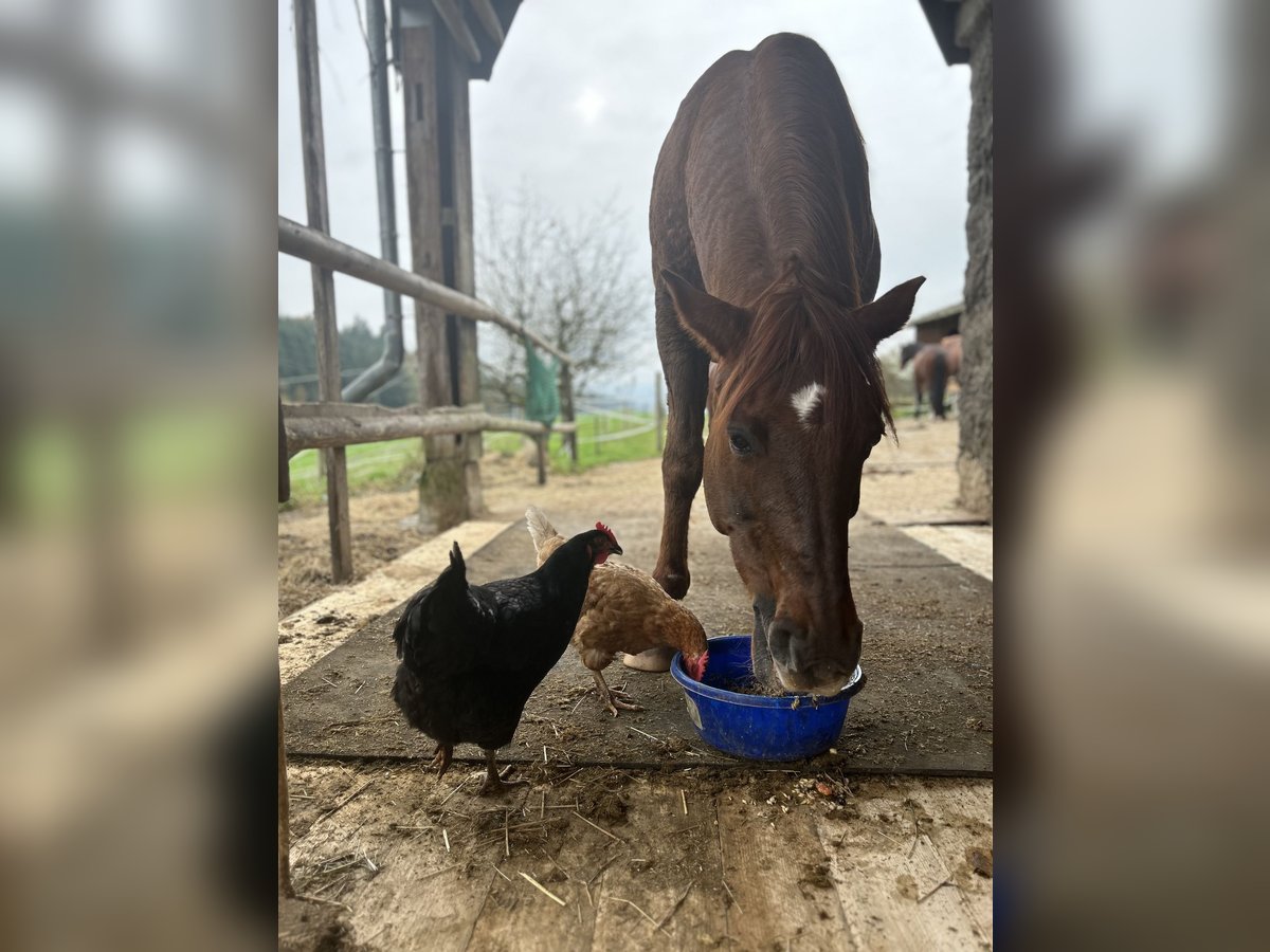 Arabe berbère Hongre 21 Ans 154 cm Alezan brûlé in Udligenswil