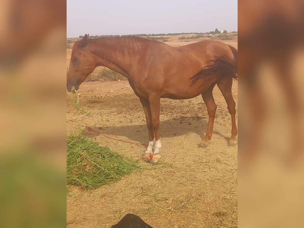 Arabe berbère Jument 10 Ans 166 cm Alezan in fkih ben salah