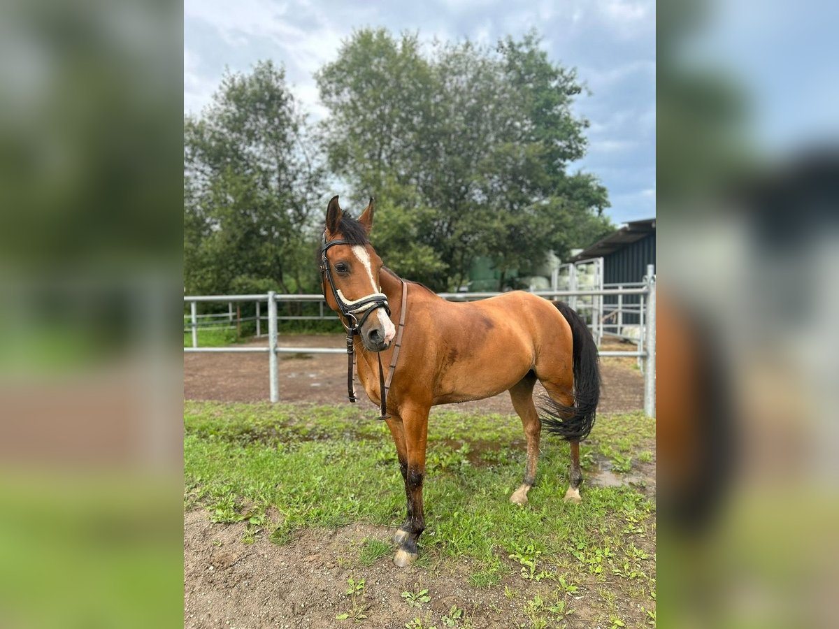 Arabe berbère Jument 8 Ans 152 cm Alezan in Stolberg (Rheinland)