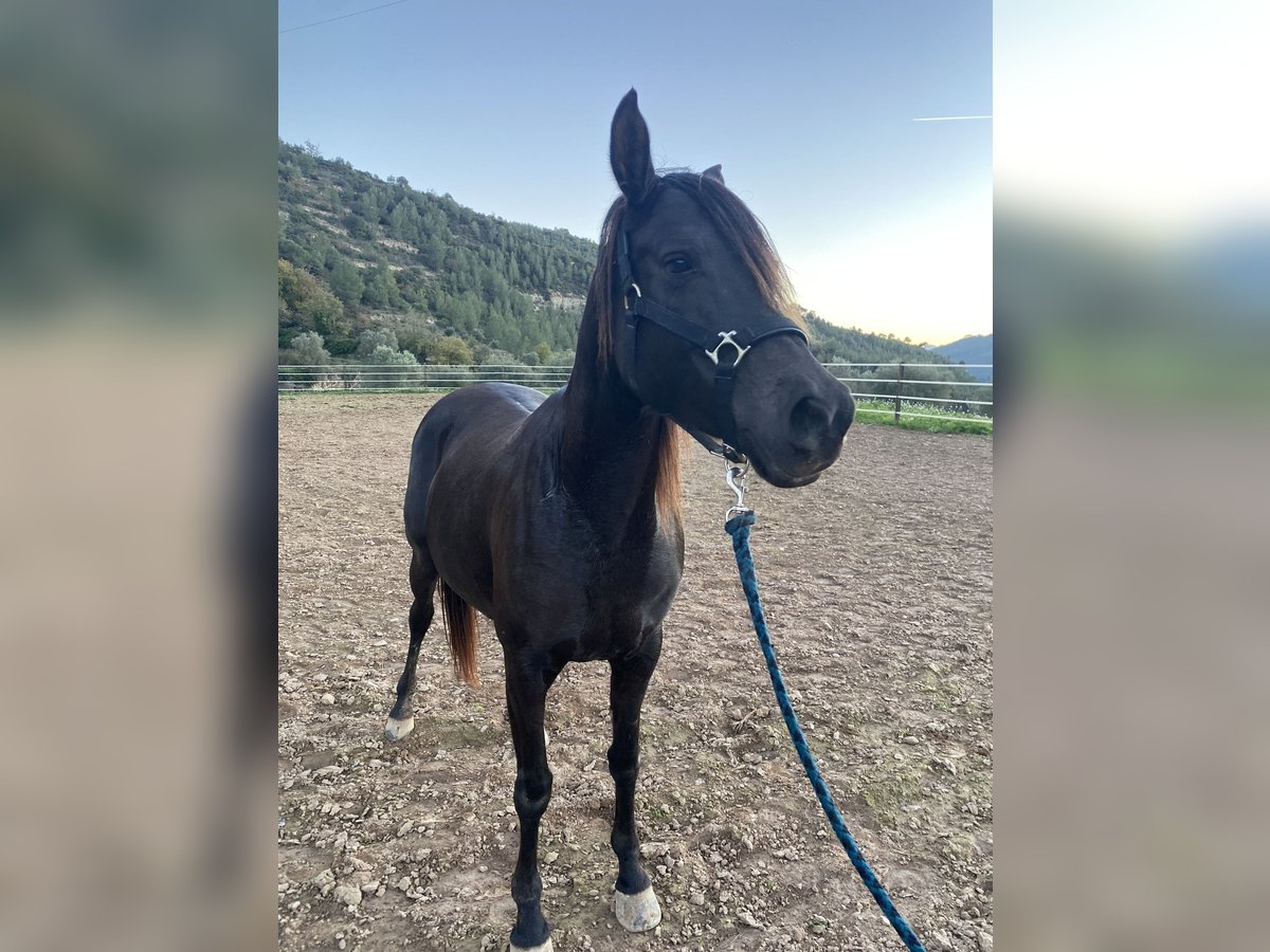 Árabe bereber Caballo castrado 11 años in Igualada