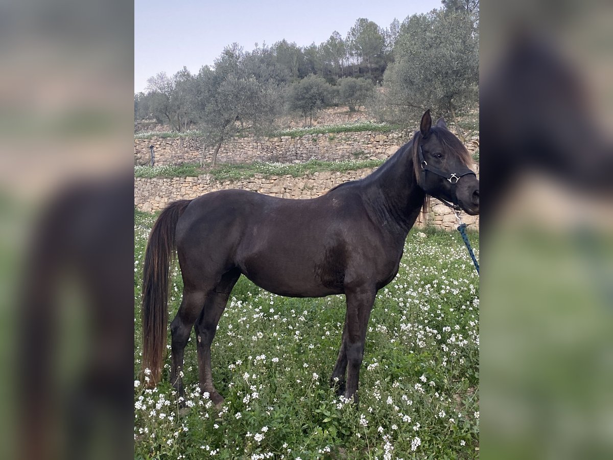 Árabe bereber Caballo castrado 12 años 155 cm Castaño oscuro in Igualada