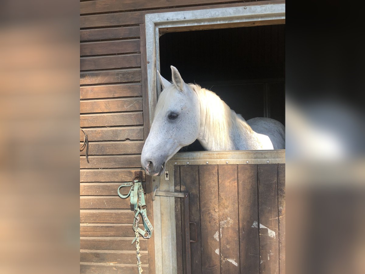 Árabe bereber Caballo castrado 15 años 150 cm Tordo rodado in Köln