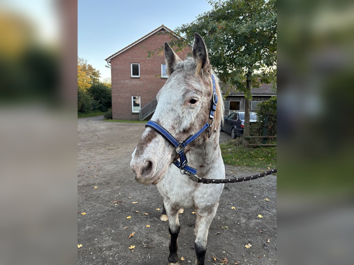Árabe bereber Mestizo Caballo castrado 17 años 140 cm Tordo in Rendsburg