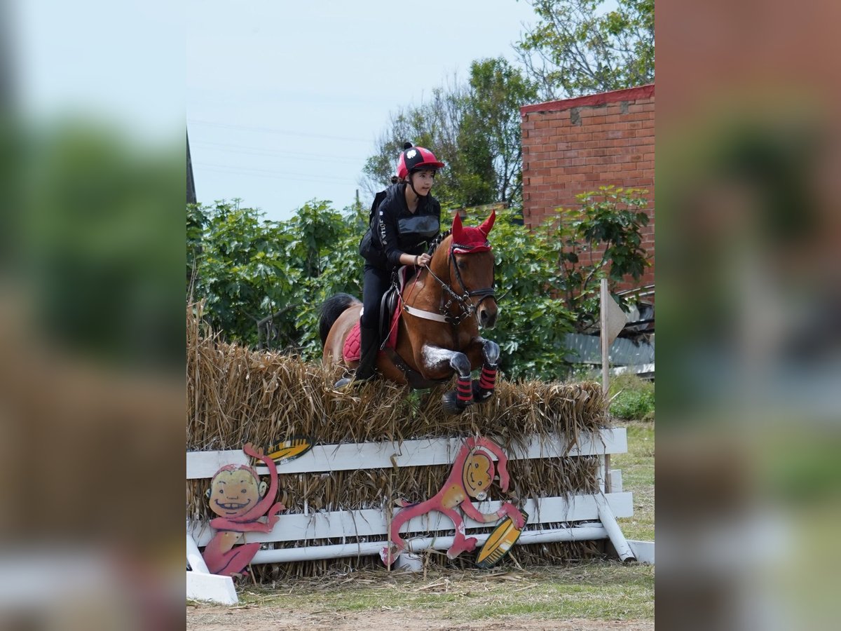 Árabe bereber Caballo castrado 20 años 140 cm Castaño oscuro in Balaguer