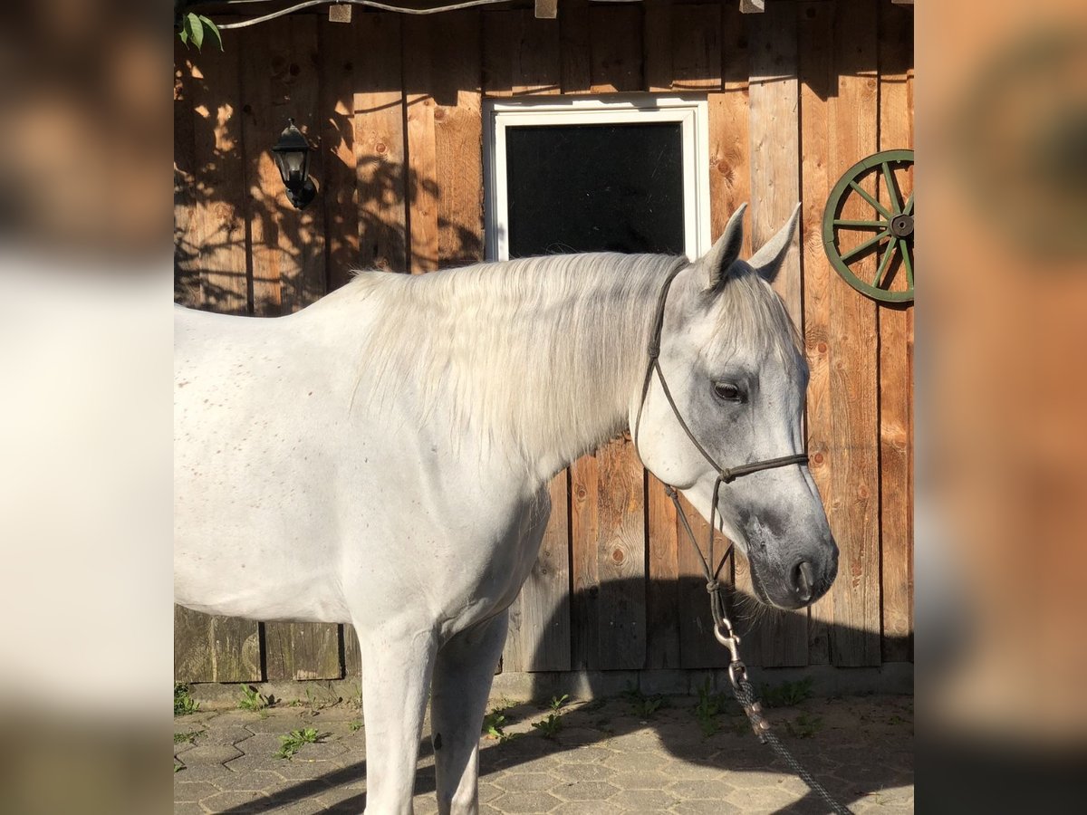 Árabe bereber Caballo castrado 5 años 155 cm Tordo in Kierspe
