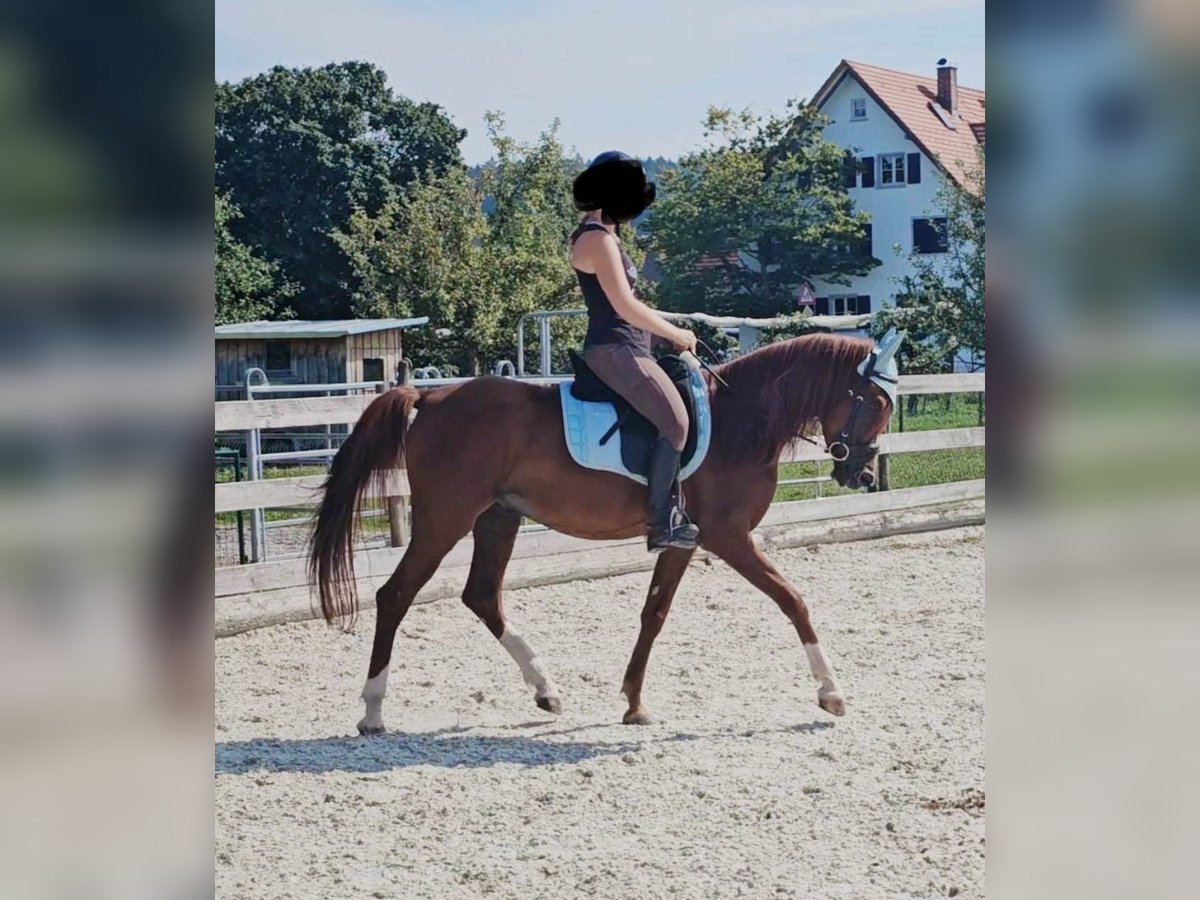 Árabe bereber Caballo castrado 6 años 160 cm Alazán in Tettnang