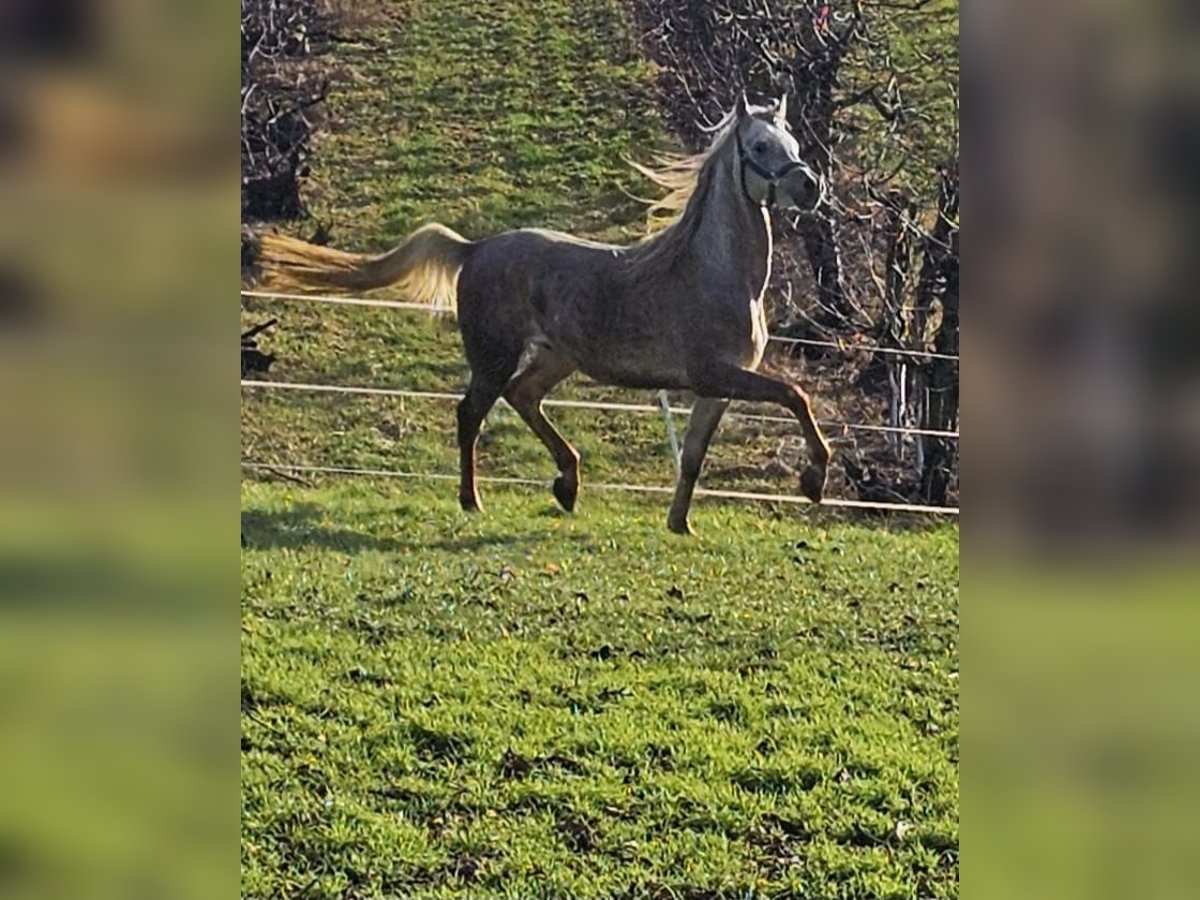 Árabe bereber Semental 3 años in Hardthausen am Kocher