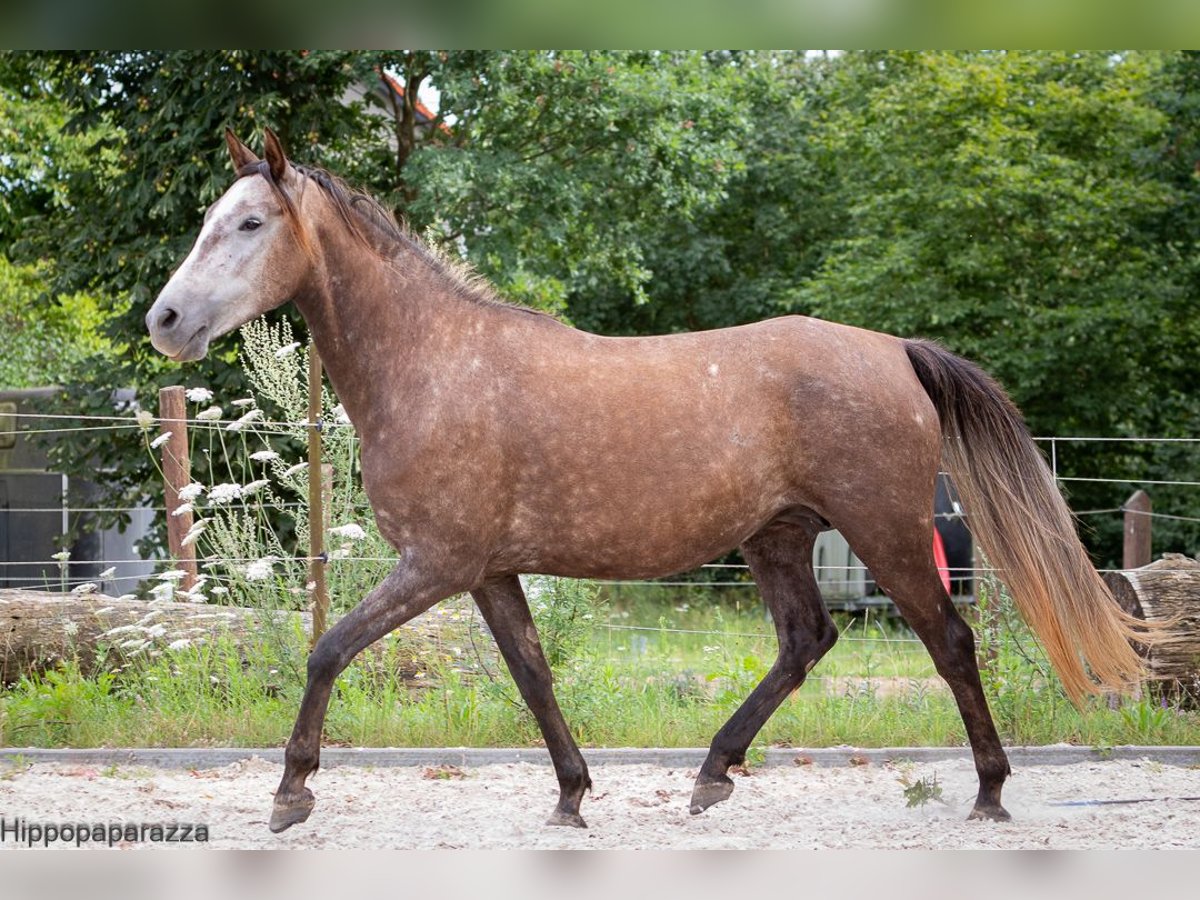 Árabe bereber Yegua 8 años 155 cm Tordo in L&#xF6;wenberger Land