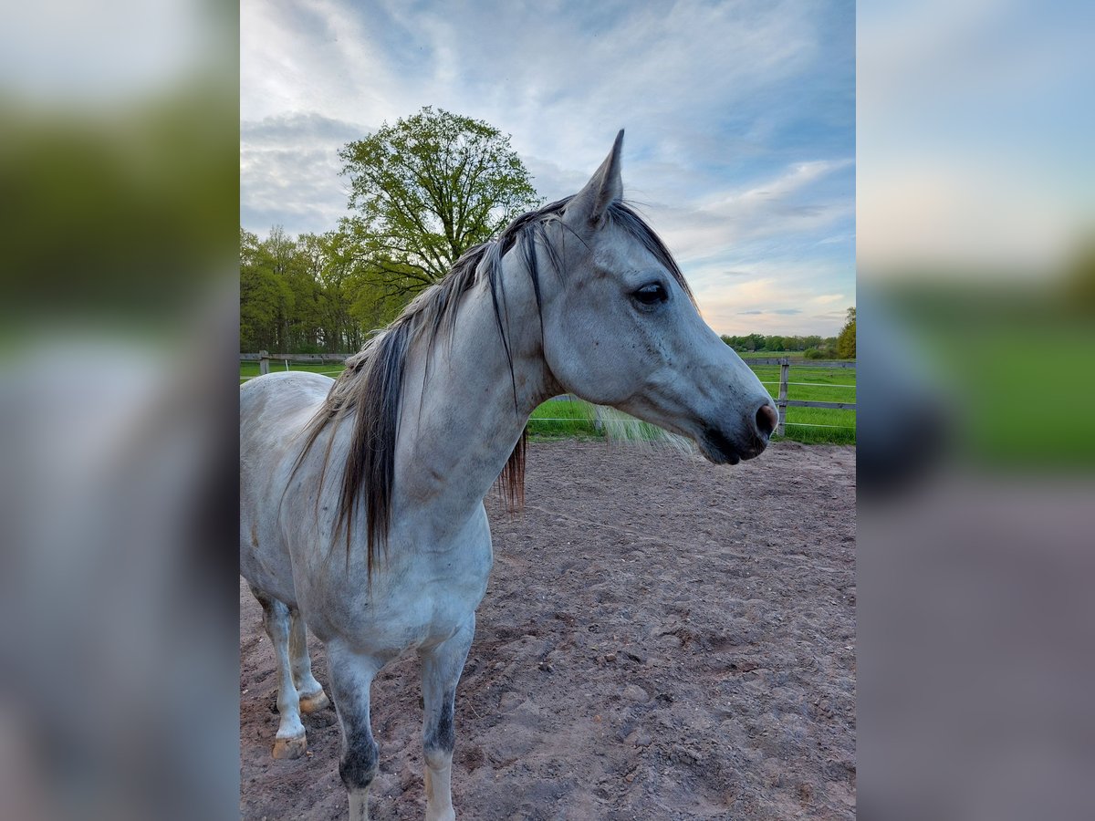 Árabe egipcio Caballo castrado 11 años 155 cm Tordo rodado in Hermannsburg