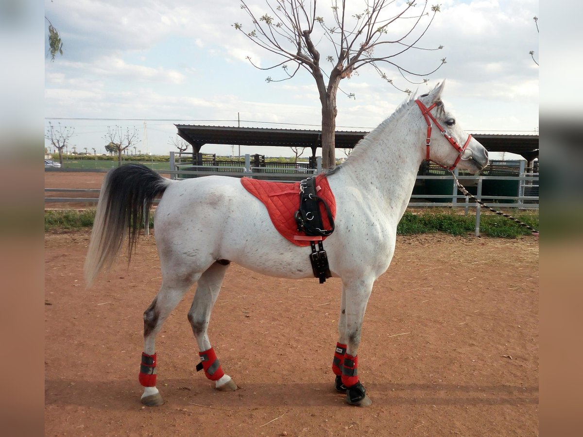 Árabe egipcio Caballo castrado 13 años 157 cm Tordo in Valencia