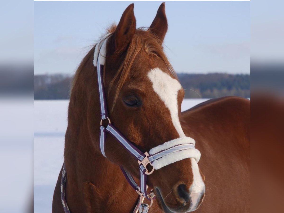 Árabe egipcio Caballo castrado 19 años 150 cm Alazán in Odenthal