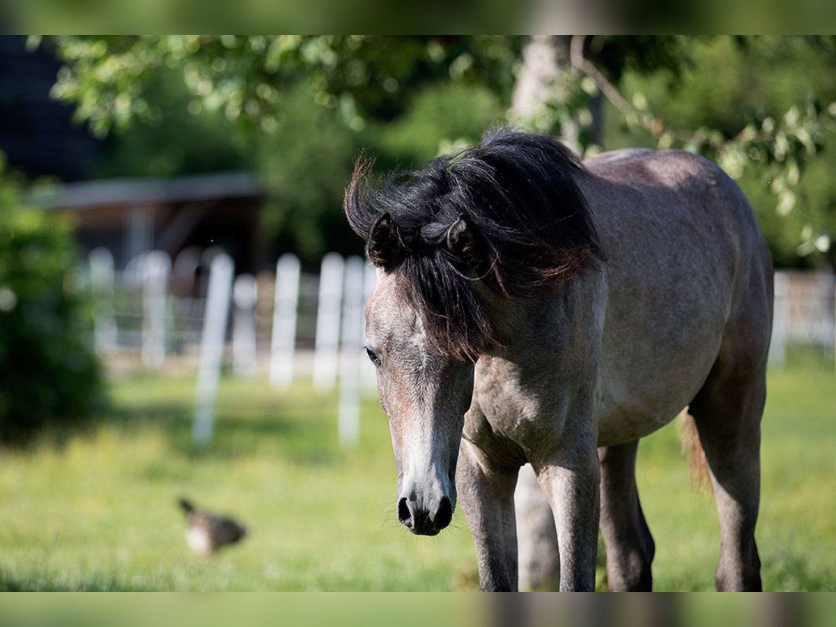 Árabe egipcio Caballo castrado 1 año 155 cm Musgo in Blankenhain
