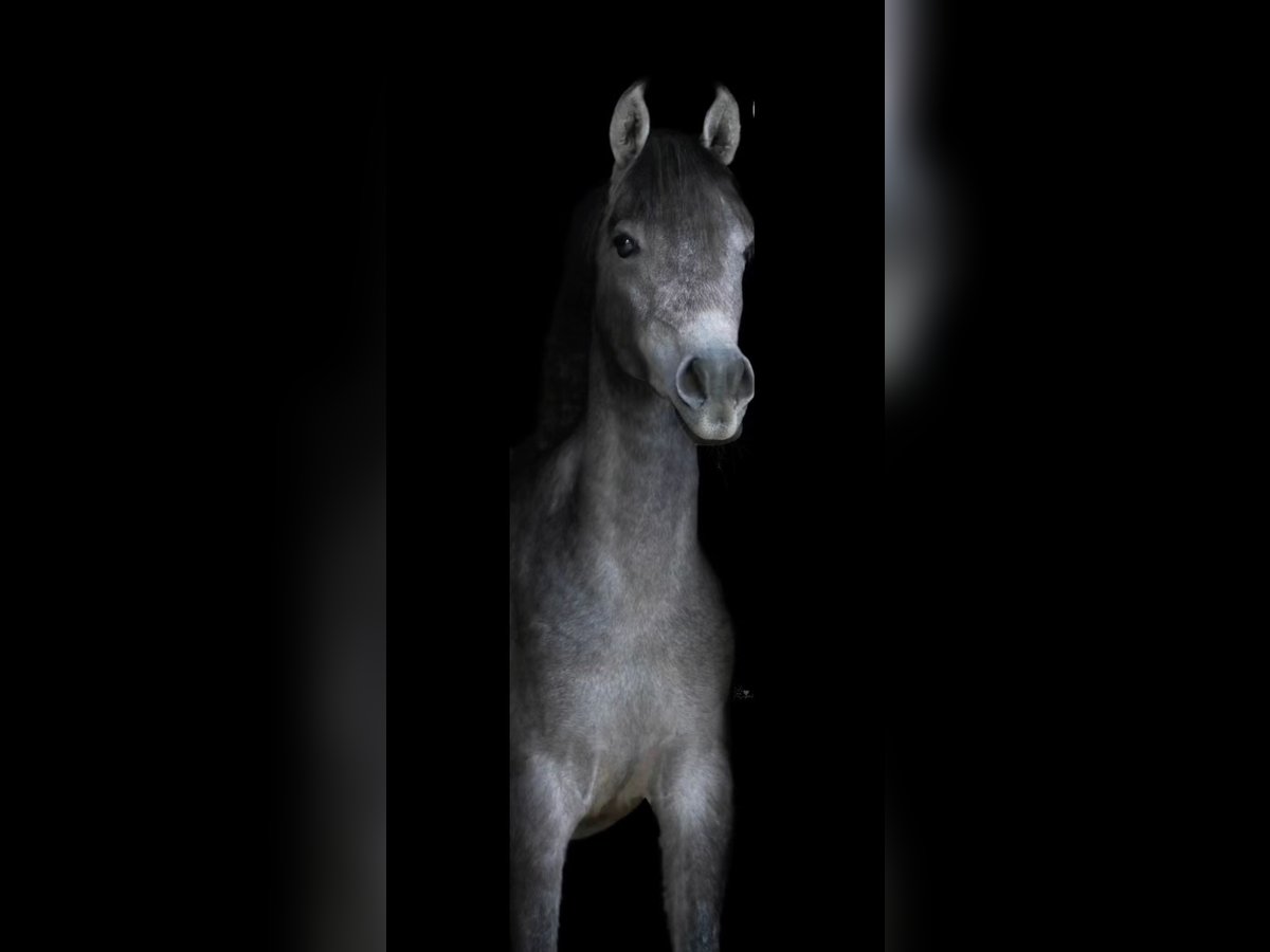 Árabe egipcio Caballo castrado 2 años 140 cm Tordo rodado in Mönchengladbach