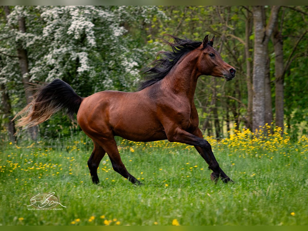 Árabe egipcio Caballo castrado 3 años 153 cm Castaño in Biesdorf